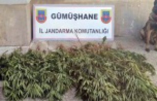 Gümüşhane’de Jandarma’dan uyuşturucu operasyonu
