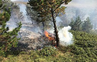 Torul'da orman yangını