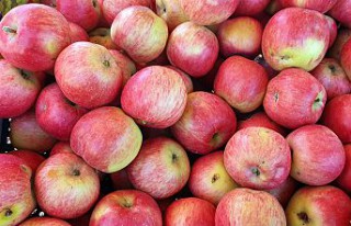 Gümüşhane elmaları hasat edilmeye başlandı