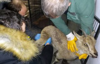 Yaralı yavru yaban keçisi tedavi edilerek doğaya...