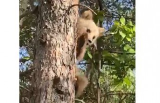 Ağaca tırmanan yavru ayı böyle görüntülendi