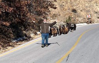Jandarma kaybolan keçileri dronla buldu