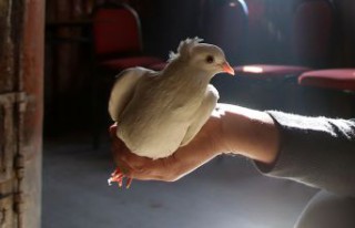 Sahibinin ömrünü uzatan güvercin: Kelkit Tepelisi
