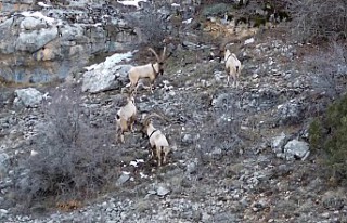 Yaban keçileri ve ayılar dronla görüntülendi