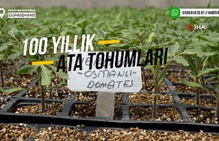 100 yıllık tohumlarla ‘Osmanlı domatesi’ fidesi...
