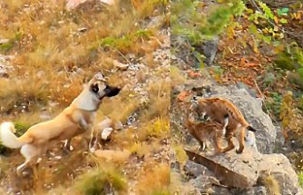 Yavrularını korumak isteyen vaşak ile kangal köpeğinin karşılaşması kameralara yansıdı