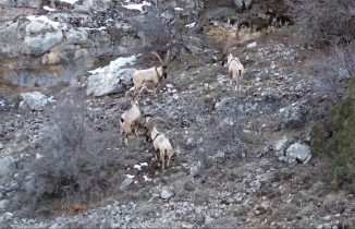 Yaban keçileri ve ayılar dronla görüntülendi